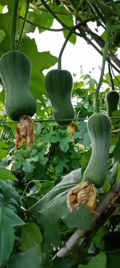 得心應手絕味炸雞 收徒教學與實踐指南