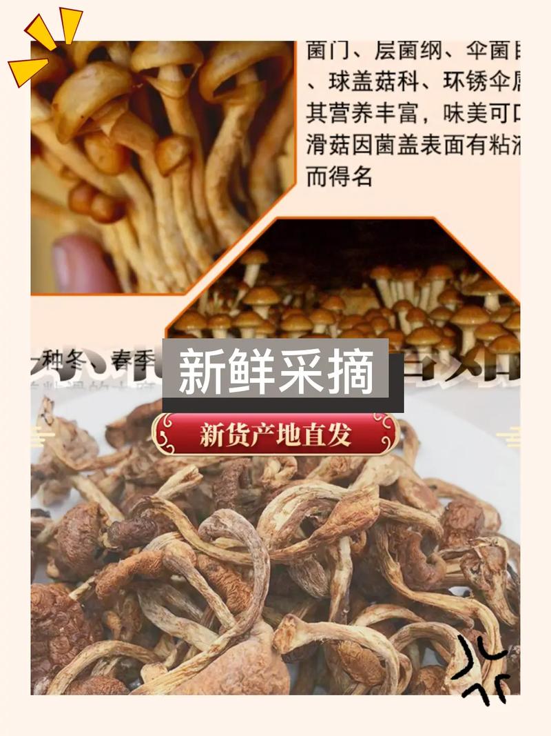 大自然的饋贈，味蕾的新寵——揭秘大興安嶺滑子蘑菇干的魅力